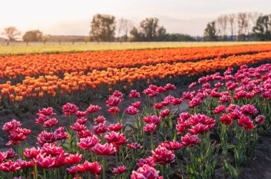 Hollanda kırsalına yayılan canlı laleler, Hollanda 'nın ikonik ilkbahar güzelliğini gözler önüne seriyor..