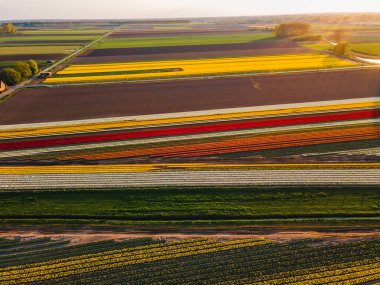 Hollanda kırsalına yayılan canlı lalelerin hava manzarası Hollanda 'nın ikonik ilkbahar güzelliğini gözler önüne seriyor..
