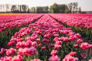 Hollanda kırsalına yayılan canlı laleler, Hollanda 'nın ikonik ilkbahar güzelliğini gözler önüne seriyor..