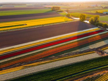 Hollanda kırsalına yayılan canlı lalelerin hava manzarası Hollanda 'nın ikonik ilkbahar güzelliğini gözler önüne seriyor..
