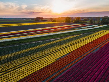 Hollanda kırsalına yayılan canlı lalelerin hava manzarası Hollanda 'nın ikonik ilkbahar güzelliğini gözler önüne seriyor..