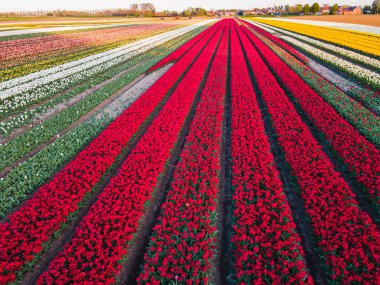 Hollanda kırsalına yayılan canlı lalelerin hava manzarası Hollanda 'nın ikonik ilkbahar güzelliğini gözler önüne seriyor..