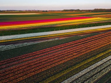Hollanda kırsalına yayılan canlı lalelerin hava manzarası Hollanda 'nın ikonik ilkbahar güzelliğini gözler önüne seriyor..