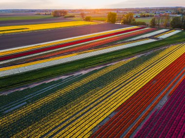 Hollanda kırsalına yayılan canlı lalelerin hava manzarası Hollanda 'nın ikonik ilkbahar güzelliğini gözler önüne seriyor..