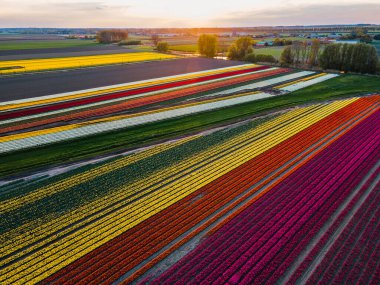 Hollanda kırsalına yayılan canlı lalelerin hava manzarası Hollanda 'nın ikonik ilkbahar güzelliğini gözler önüne seriyor..