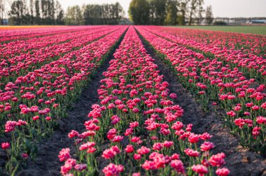 Hollanda kırsalına yayılan canlı laleler, Hollanda 'nın ikonik ilkbahar güzelliğini gözler önüne seriyor..