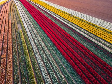 Hollanda kırsalına yayılan canlı lalelerin hava manzarası Hollanda 'nın ikonik ilkbahar güzelliğini gözler önüne seriyor..