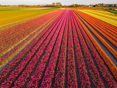 Hollanda kırsalına yayılan canlı lalelerin hava manzarası Hollanda 'nın ikonik ilkbahar güzelliğini gözler önüne seriyor..