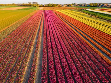 Hollanda kırsalına yayılan canlı lalelerin hava manzarası Hollanda 'nın ikonik ilkbahar güzelliğini gözler önüne seriyor..