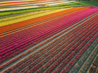 Hollanda kırsalına yayılan canlı lalelerin hava manzarası Hollanda 'nın ikonik ilkbahar güzelliğini gözler önüne seriyor..