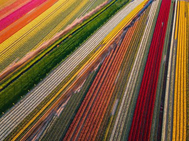 Hollanda kırsalına yayılan canlı lalelerin hava manzarası Hollanda 'nın ikonik ilkbahar güzelliğini gözler önüne seriyor..