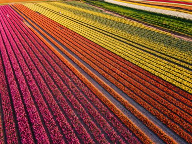Hollanda kırsalına yayılan canlı lalelerin hava manzarası Hollanda 'nın ikonik ilkbahar güzelliğini gözler önüne seriyor..