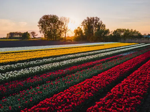 Hollanda kırsalına yayılan canlı lalelerin hava manzarası Hollanda 'nın ikonik ilkbahar güzelliğini gözler önüne seriyor..