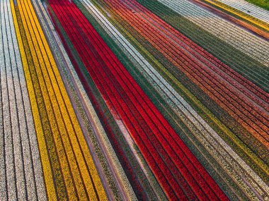 Hollanda kırsalına yayılan canlı lalelerin hava manzarası Hollanda 'nın ikonik ilkbahar güzelliğini gözler önüne seriyor..