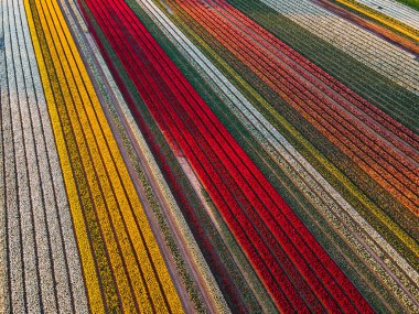 Hollanda kırsalına yayılan canlı lalelerin hava manzarası Hollanda 'nın ikonik ilkbahar güzelliğini gözler önüne seriyor..