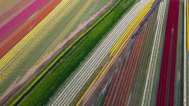 Hollanda kırsalına yayılan canlı lalelerin hava manzarası Hollanda 'nın ikonik ilkbahar güzelliğini gözler önüne seriyor..