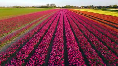 Hollanda kırsalına yayılan canlı lalelerin hava manzarası Hollanda 'nın ikonik ilkbahar güzelliğini gözler önüne seriyor..