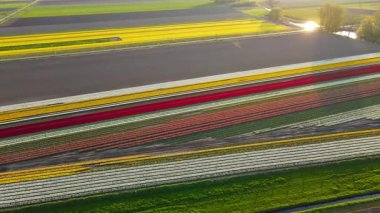 Hollanda kırsalına yayılan canlı lalelerin hava manzarası Hollanda 'nın ikonik ilkbahar güzelliğini gözler önüne seriyor..