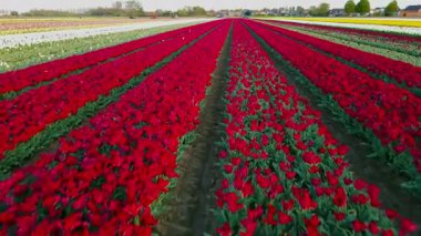 Hollanda kırsalına yayılan canlı lalelerin hava manzarası Hollanda 'nın ikonik ilkbahar güzelliğini gözler önüne seriyor..