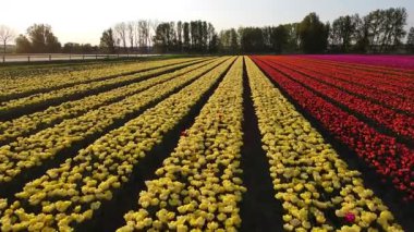 Hollanda kırsalına yayılan canlı lalelerin hava manzarası Hollanda 'nın ikonik ilkbahar güzelliğini gözler önüne seriyor..
