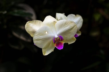 Pembe ve sarı Phalaenopsis orkidesinin en popüler ve yaygın olarak yetişen bitkilerden biridir..