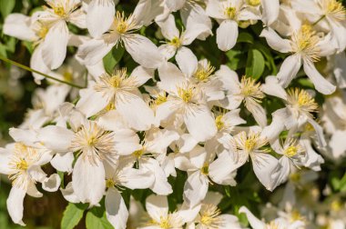 Soluk pembe taç yaprakları, krem sarısı anterleri ve yemyeşil yemyeşil yaprakları ile tırmanma bitkisi..