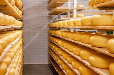 Cheese wheels made from cows milk aging on wooden shelves inside a cheese factory.