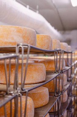 Cheese wheels made from cows milk aging on wooden shelves inside a cheese factory.