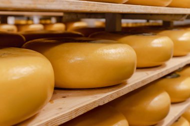 Cheese wheels made from cows milk aging on wooden shelves inside a cheese factory.