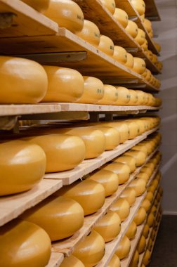 Cheese wheels made from cows milk aging on wooden shelves inside a cheese factory.