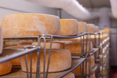 Cheese wheels made from cows milk aging on wooden shelves inside a cheese factory.