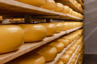 Cheese wheels made from cows milk aging on wooden shelves inside a cheese factory.