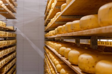 Cheese wheels made from cows milk aging on wooden shelves inside a cheese factory.