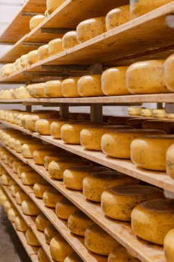 Cheese wheels made from cows milk aging on wooden shelves inside a cheese factory.