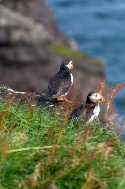 Yaz mevsimi boyunca Faroe Adaları 'nın sahil kayalıklarına tünemiş güzel martı..
