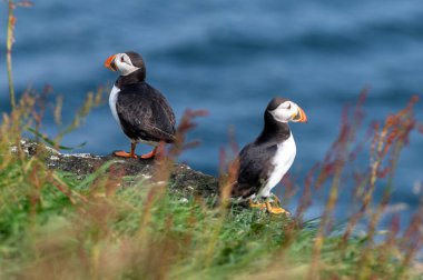 Yaz mevsimi boyunca Faroe Adaları 'nın sahil kayalıklarına tünemiş güzel martı..