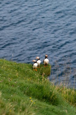 Yaz mevsimi boyunca Faroe Adaları 'nın sahil kayalıklarına tünemiş güzel martı..