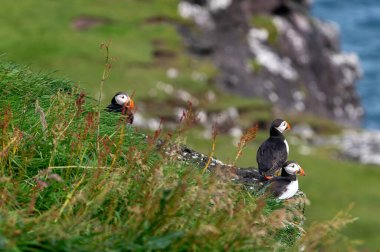 Yaz mevsimi boyunca Faroe Adaları 'nın sahil kayalıklarına tünemiş güzel martı..