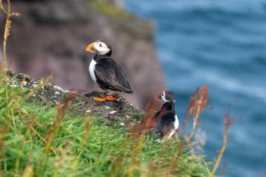 Yaz mevsimi boyunca Faroe Adaları 'nın sahil kayalıklarına tünemiş güzel martı..