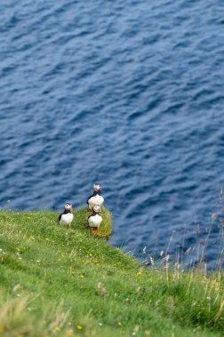Yaz mevsimi boyunca Faroe Adaları 'nın sahil kayalıklarına tünemiş güzel martı..