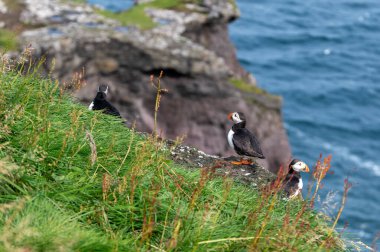 Yaz mevsimi boyunca Faroe Adaları 'nın sahil kayalıklarına tünemiş güzel martı..