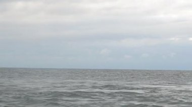 Şişe burunlu yunuslar Atlantik okyanusunda dalgalar arasında yüzer ve yüzer..