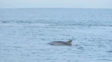 Şişe burunlu yunuslar Atlantik okyanusunda karides ağları arasında yüzer ve yüzer..