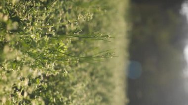 Kırılgan beyaz bir çiçeğin dikey görüntüsü