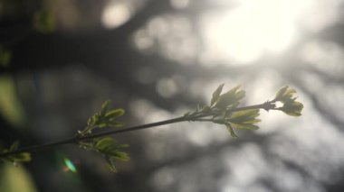 Küçük yeşil bitkilerden oluşan dikey makro