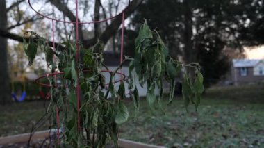 Sonbaharda kuruyan bahçe bitkisi