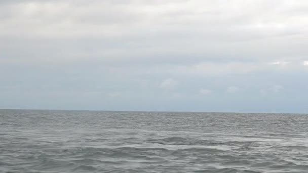 Δελφίνια Κολυμπούν Και Αναδύονται Ανάμεσα Στα Κύματα Του Ατλαντικού Ωκεανού — Αρχείο Βίντεο