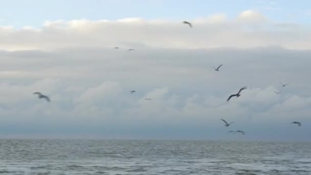 Γλάροι Πετούν Πάνω Από Κύματα Στον Ατλαντικό Ωκεανό Συννεφιασμένο Ουρανό — Αρχείο Βίντεο