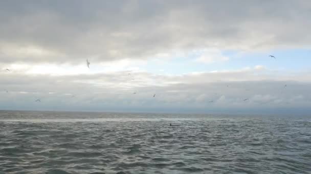 Bottlenose Delfíni Plavat Povrch Mezi Vlnami Atlantském Oceánu — Stock video