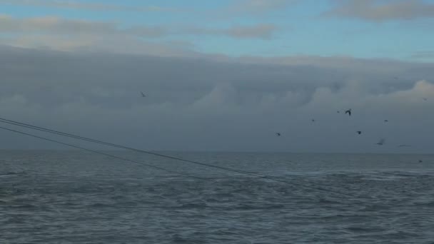 Чайки Літають Над Мереживами Які Тягне Траулер Атлантичному Океані — стокове відео